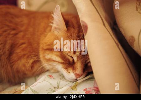 Un joli chat de gingembre dormant dans un lit d'accueil. Adulte domestique senior tabby chat ayant un repos. TEP-thérapie. Banque D'Images