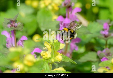 Bumblebee de jardin, Bombus hortorum, en vol montrant sa longue langue pour absorber le nectar de fleurs violet ortie-morte et archange jaune, Lamium Banque D'Images