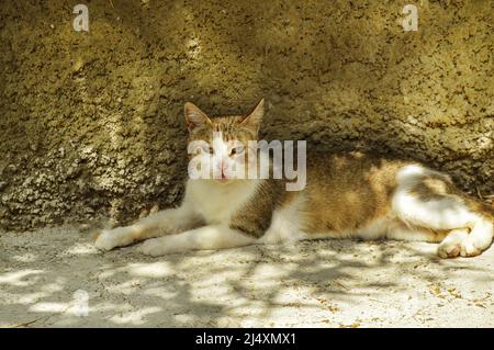 Portrait d'un chat blanc et rouge sérieux se reposant à l'ombre contre un mur de ciment brun dans la cour pendant un après-midi d'été chaud. Banque D'Images