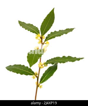 Laurel branch with flowers isolated on white Banque D'Images