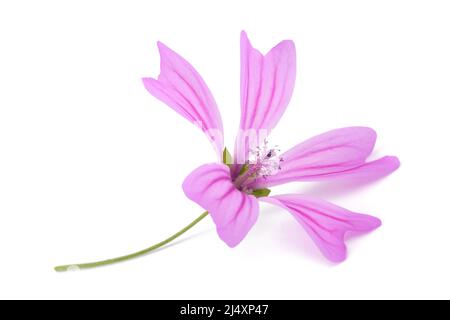 Fleur de malow isolée sur fond blanc Banque D'Images