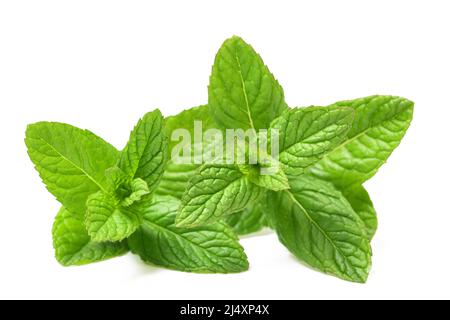 Feuilles de menthe fraîches isolées sur fond blanc Banque D'Images