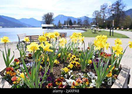 Rottach Egern, Allemagne. 18th avril 2022. Pâques 2022 à Tegernsee. Vue de Bad Wiessee sur les jonquilles sur le lac Tegernsee et Wallberg le 18th avril 2022, printemps, soleil, paysage, Montagnes, Alpes, montagnes. Lac, rivage. Credit: dpa/Alay Live News Banque D'Images