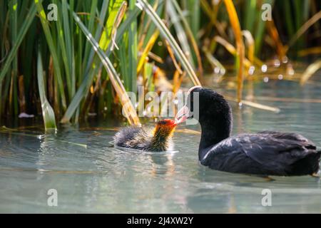 Un coq eurasien adulte (Fulica atra) nourrissant une petite poussette juvénile récemment éclos sur un canal urbain à Wapping, dans l'est de Londres. R.-U..Amanda Rose/Alamy Banque D'Images