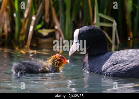 Un coq eurasien adulte (Fulica atra) nourrissant une petite poussette juvénile récemment éclos sur un canal urbain à Wapping, dans l'est de Londres. R.-U..Amanda Rose/Alamy Banque D'Images