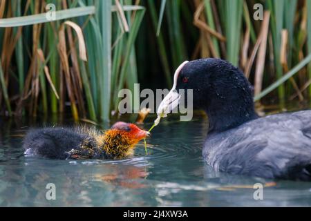 Un coq eurasien adulte (Fulica atra) nourrissant une petite poussette juvénile récemment éclos sur un canal urbain à Wapping, dans l'est de Londres. R.-U..Amanda Rose/Alamy Banque D'Images