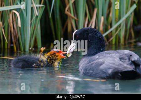 Un coq eurasien adulte (Fulica atra) nourrissant une petite poussette juvénile récemment éclos sur un canal urbain à Wapping, dans l'est de Londres. R.-U..Amanda Rose/Alamy Banque D'Images