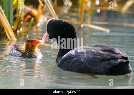 Un coq eurasien adulte (Fulica atra) nourrissant une petite poussette juvénile récemment éclos sur un canal urbain à Wapping, dans l'est de Londres. R.-U..Amanda Rose/Alamy Banque D'Images