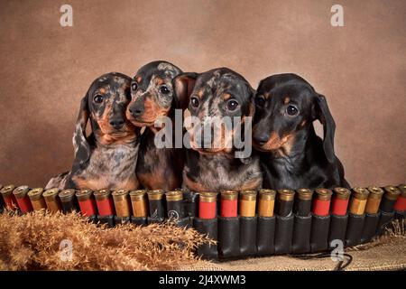 Quatre petits chiots de dachshund de couleur marbre sont assis avec un bandolier et des cartouches. Concept de chien de chasse et de chasse Banque D'Images