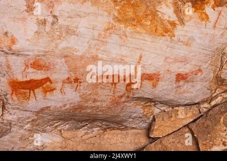 Art rupestre de San gravement érodé dans les montagnes de Cederberg dans le Cap occidental. Afrique du Sud Banque D'Images