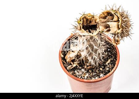 Rotten Pachypodium dans un pot isolé sur fond blanc. Exemple de maladie fongique et bactérienne de cactus, ou sur-eau. Entretien des plantes d'intérieur Banque D'Images