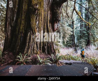Randonneur à la base d'un immense séquoias, Jedediah Smith, Californie Banque D'Images