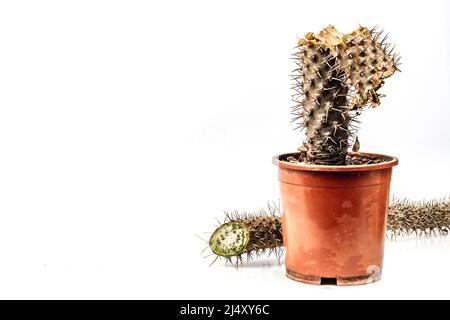 Rotten Pachypodium dans un pot isolé sur fond blanc. Exemple de maladie fongique et bactérienne de cactus, ou sur-eau. Entretien des plantes d'intérieur Banque D'Images