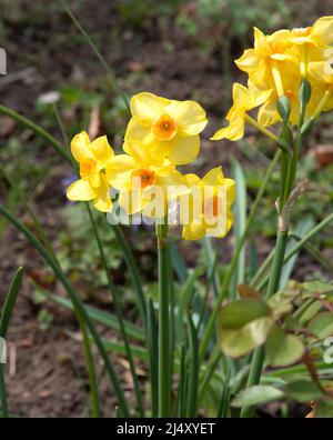 Narcissus 'Grand Soleil d'Or' Banque D'Images