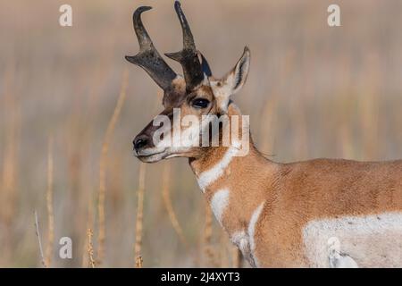 Pronghorn dans le domaine d'Antelope Island SP, Utah Banque D'Images