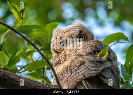 WESTERN Screech Owl près de Mount Pleasant City, Utah Banque D'Images