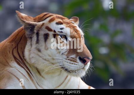 Tigre d'or dans leur environnement Banque D'Images