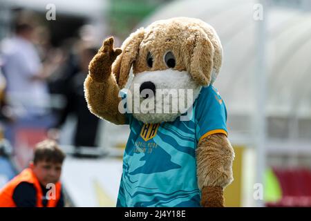 SUTTON, ROYAUME-UNI. 18th AVRIL la mascotte du club de Newport County pendant le match Sky Bet League 2 entre Sutton United et Newport County au Knights Community Stadium, Gander Green Lane, Sutton, le lundi 18th avril 2022. (Credit: Tom West | MI News) Credit: MI News & Sport /Alay Live News Banque D'Images