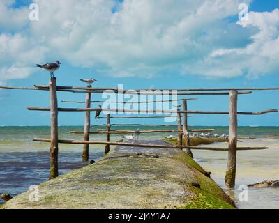 mouettes sur poteau en bois avec fond de ciel bleu et de mer Banque D'Images