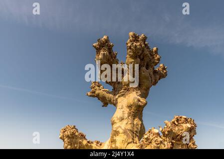 Lisse, Nederland, avril 2022. Gros plan de l'écorce et du dessus d'un sycomore. Photo de haute qualité Banque D'Images