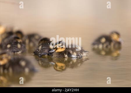 Collard (Aras platyrhynchos) des conduits dormant sur l'eau au soleil de printemps. Amanda Rose/Alamy Banque D'Images