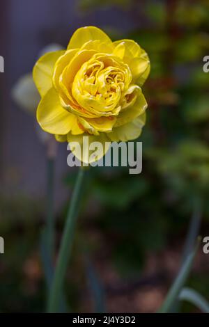 La jonquille (Narcissus) double Banque D'Images