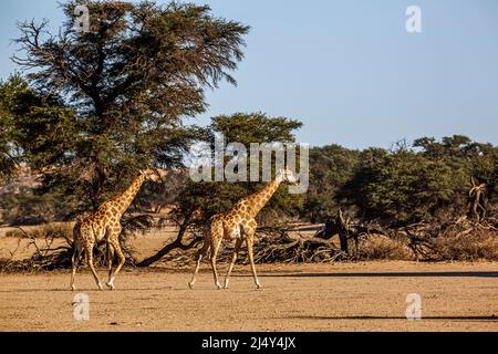 Deux girafes marchant dans des paysages de terres sèches dans le parc transfrontier de Kgalagadi, Afrique du Sud ; famille de espèces Giraffa camelocardalis de Giraffidae Banque D'Images