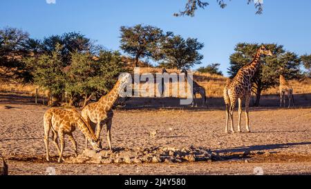 Girafe femelle avec deux petits buvant au trou d'eau dans le parc transfrontier de Kgalagadi, Afrique du Sud ; famille des espèces Giraffa camelocardalis de Giraffidae Banque D'Images