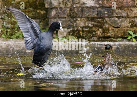 Canard colvert femelle adulte (Anas platyrhynchos) attaqué par un coot eurasien (Fulica atra). Amanda Rose/Alamy Banque D'Images