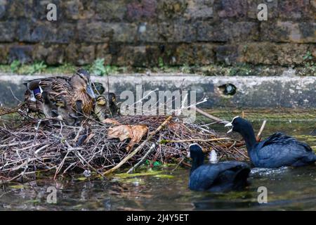 Adulte femelle canard colvert (Aras platyrhynchos) protégeant ses canetons comme leur nid est attaqué par une paire de coot (Fulica atra). Amanda Rose/Alamy Banque D'Images