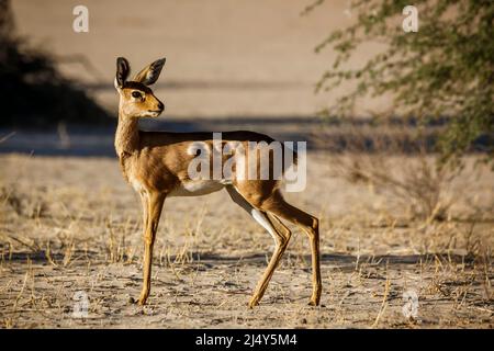 Steenbok dans le parc transfrontier de Kgalagadi, Afrique du Sud ; famille des espèces Raphicerus campestris de Bovidae Banque D'Images