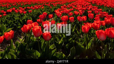 Vue à angle bas des tulipes rouges fleuries, Noordwijkerhout, Hollande du Sud, pays-Bas. Beauté typiquement hollandaise de paysage au printemps. Banque D'Images