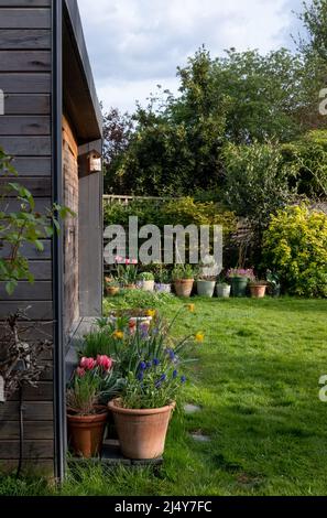 Variété de pots de fleurs en terre cuite au printemps dans un jardin de banlieue à Pinner, dans le nord-ouest de Londres, avec des fleurs dont des tulipes colorées et de la lavande. Banque D'Images