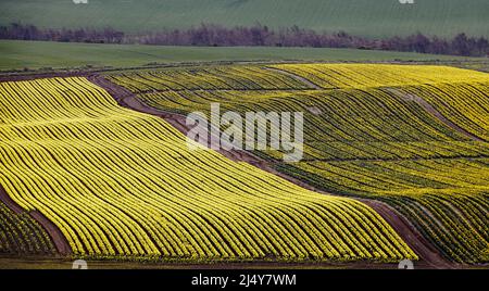 KINNEFF STONEHAVEN ABERDEENSHIRE ECOSSE TERRES AGRICOLES ET CHAMPS DE JONQUILLES D'OR AU DÉBUT DU PRINTEMPS Banque D'Images