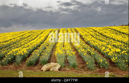 KINNEFF STONEHAVEN ABERDEENSHIRE ECOSSE TERRES AGRICOLES TÔT LE MATIN ET RANGÉES DE JONQUILLES JAUNES AU PRINTEMPS Banque D'Images