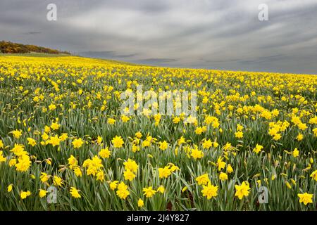 KINNEFF STONEHAVEN ABERDEENSHIRE ECOSSE TERRES AGRICOLES TÔT LE MATIN ET JONQUILLES JAUNES AU PRINTEMPS Banque D'Images