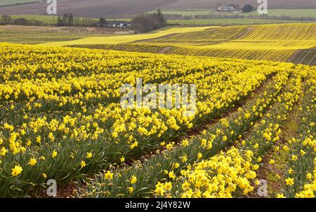 KINNEFF STONEHAVEN ABERDEENSHIRE ECOSSE CHAMPS DE JONQUILLES JAUNES AU DÉBUT DU PRINTEMPS Banque D'Images