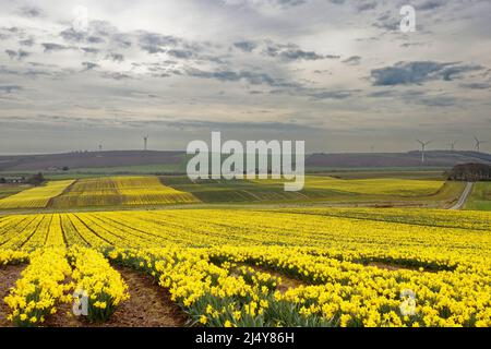 KINNEFF STONEHAVEN ABERDEENSHIRE ECOSSE FERME DES TERRES AGRICOLES ET DES CHAMPS DE JONQUILLES AU DÉBUT DU PRINTEMPS Banque D'Images