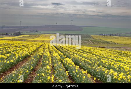 KINNEFF STONEHAVEN ABERDEENSHIRE ECOSSE FERME DES TERRES AGRICOLES ET DES CHAMPS DE JONQUILLES JAUNES AU DÉBUT DU PRINTEMPS Banque D'Images