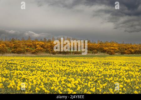 KINNEFF STONEHAVEN ECOSSE LES JONQUILLES ET LES GORSES D'OR FLEURISSENT AU DÉBUT DU PRINTEMPS Banque D'Images