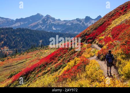 Un randonneur marche sur un sentier entouré d'un magnifique feuillage d'automne à Mt. Parc national de Rainier dans l'État de Washington Banque D'Images