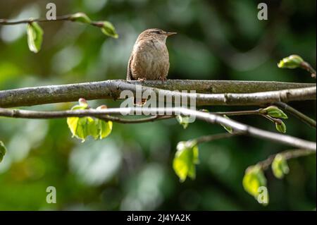 Wren d'oiseaux sauvages, troglodytes troglodytes, perchés sur une branche d'arbre chantant Banque D'Images