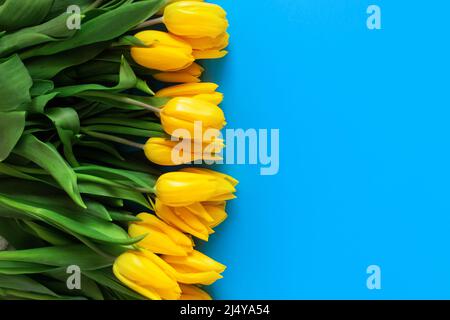 Tulipes jaunes sur un bleu. Magnifique fond floral. Aussi un symbole de l'Ukraine. Banque D'Images