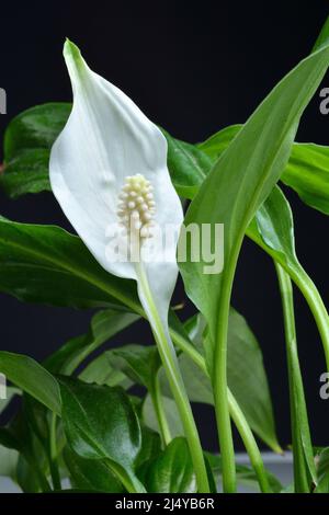 Fleur blanche de spathiphyllum. Gros plan. Banque D'Images