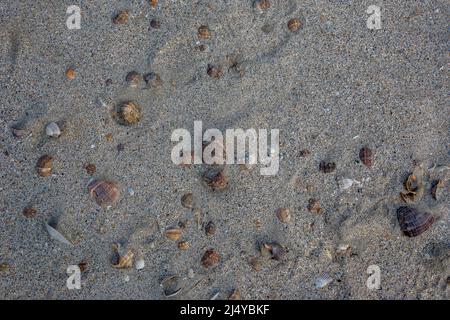 Beaucoup de seashell dans le sable sur la plage - arrière-plan marin abstrait Banque D'Images