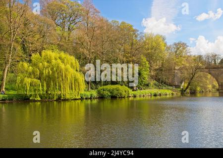 Un magnifique arbre de willlow pleurant se dresse à Durham, sur la rive de la rivière Wear, près du pont de Prebends. Banque D'Images