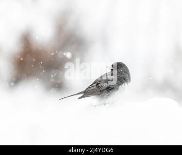 Junco aux yeux foncés (Junco hyemalis) dans la neige, Winnipeg, Manitoba, Canada. Banque D'Images