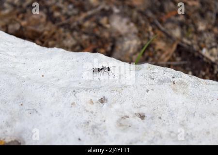Fourmi de jardin noir ou fourmi noir commun sur bois regardant vers nous Banque D'Images