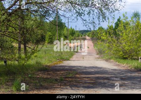 chevaux sauvages dans la zone de tchernobyl Banque D'Images