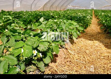 Plantes de fruits de fraise fleuries avec fleurs de withe sous tunnel dôme serre Banque D'Images